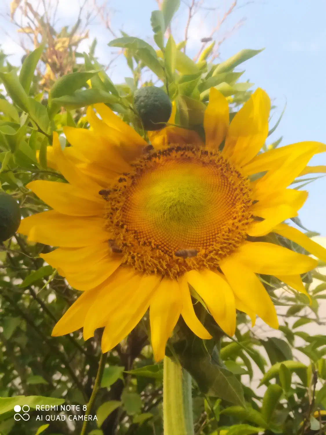 کار پاره وقت|فعالیت داوطلبانه|شیراز, سرو|دیوار