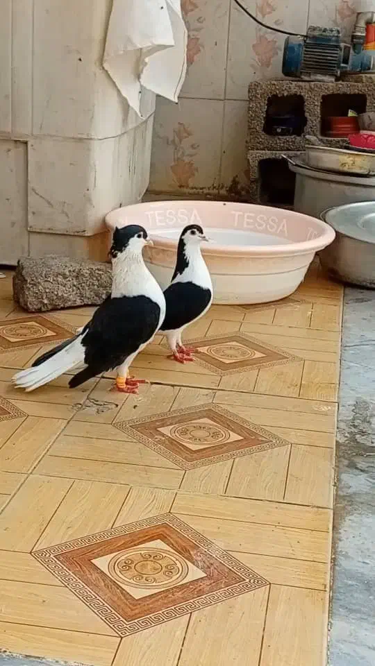 گوریه|پرنده|شوشتر, |دیوار