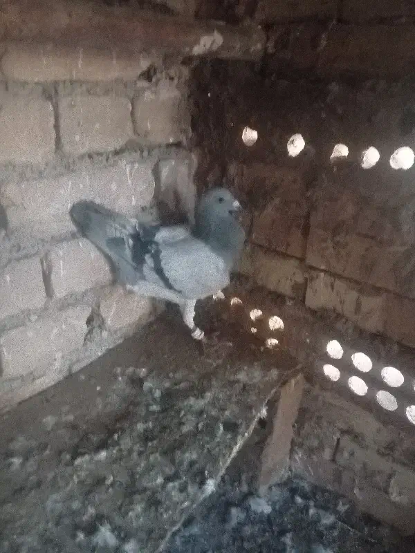 کفتر|پرنده|خوشاب, |دیوار