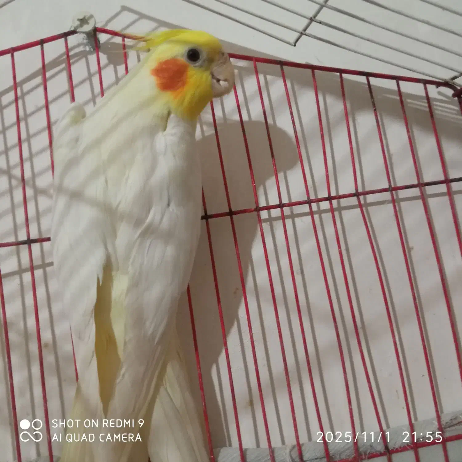 عروس هلندی|پرنده|زاهدان, |دیوار