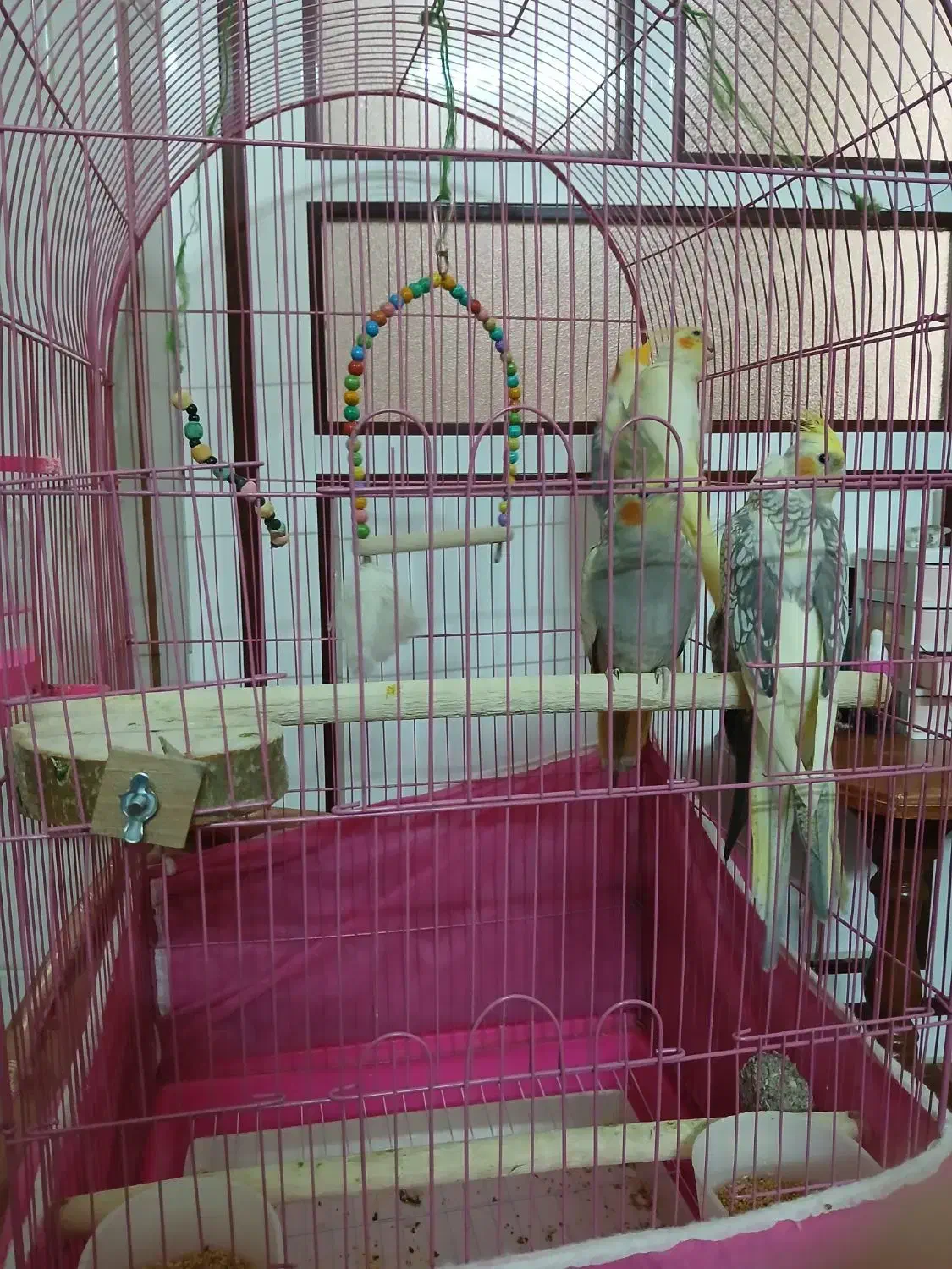 عروس هلندی|پرنده|بروجرد, |دیوار