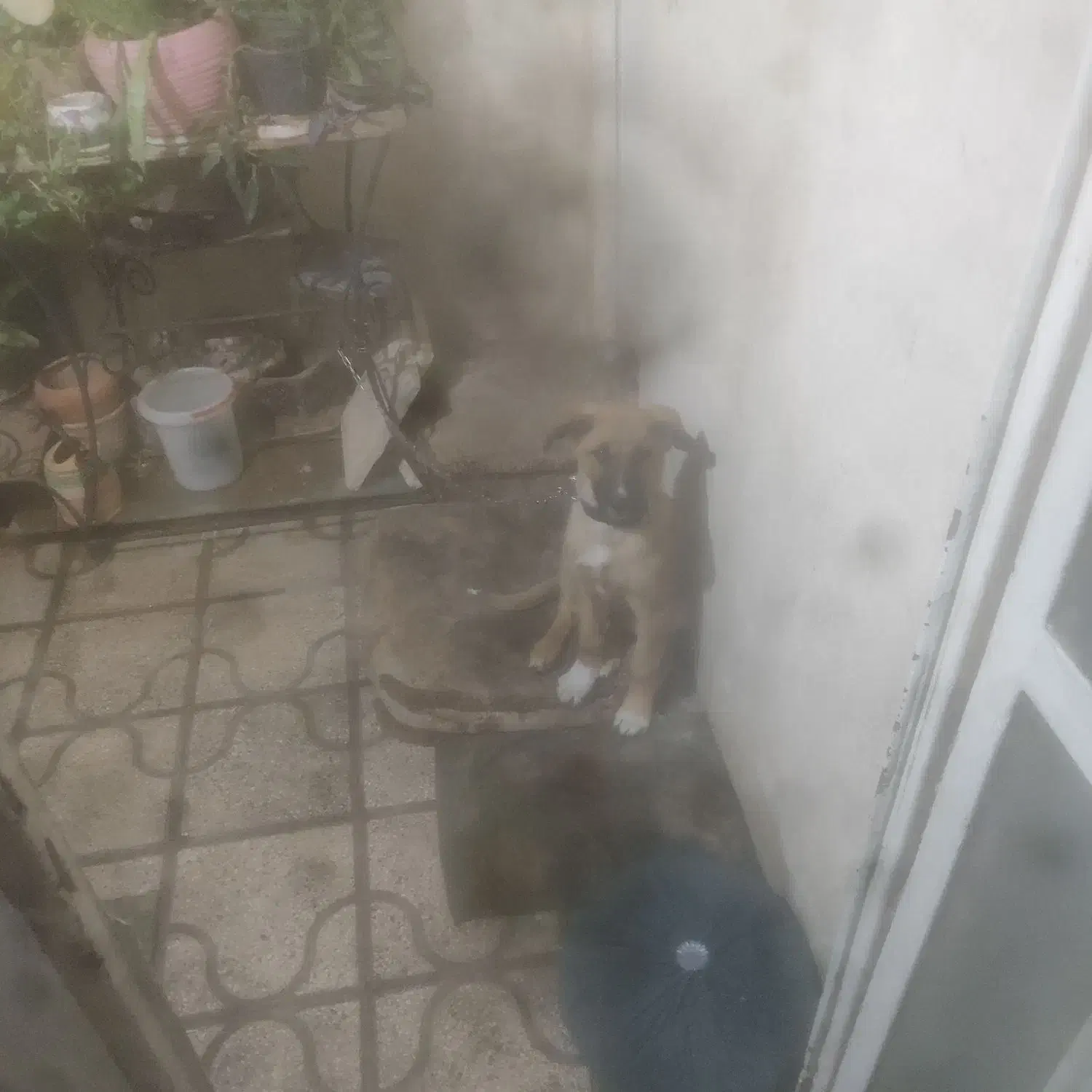 سگ. نگهبان|سگ|شیراز, بریجستون|دیوار