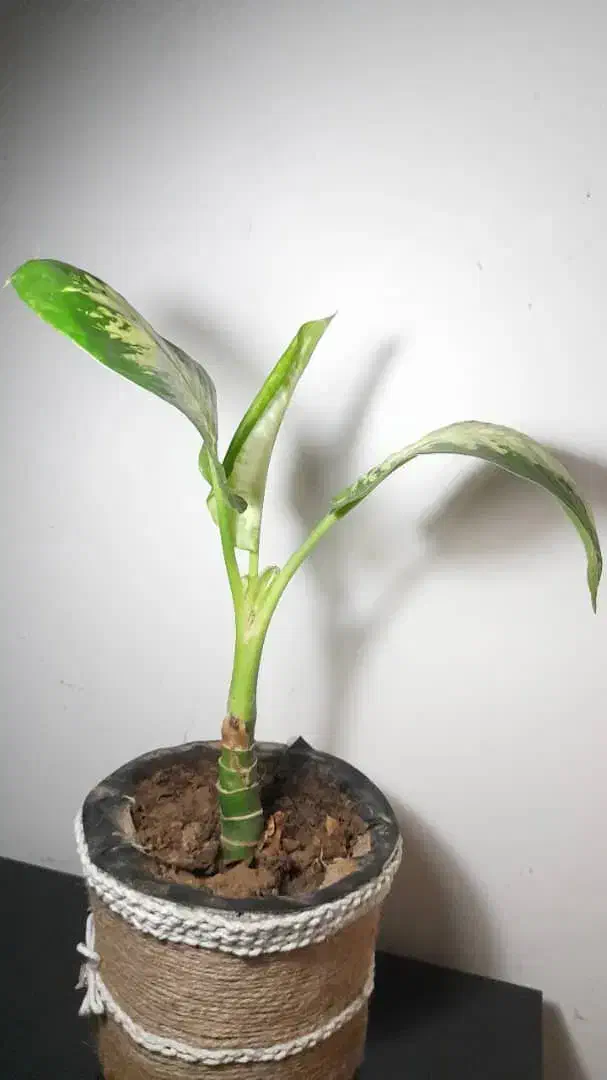 دیفن باخیا|گل و گیاه طبیعی|کازرون, |دیوار