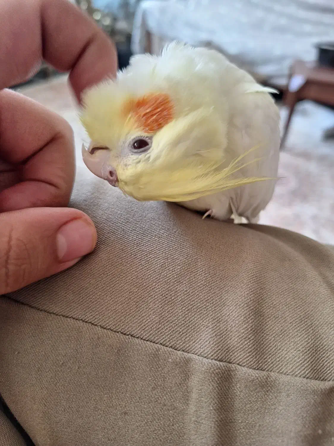 عروس هلندی|پرنده|میاندوآب, |دیوار