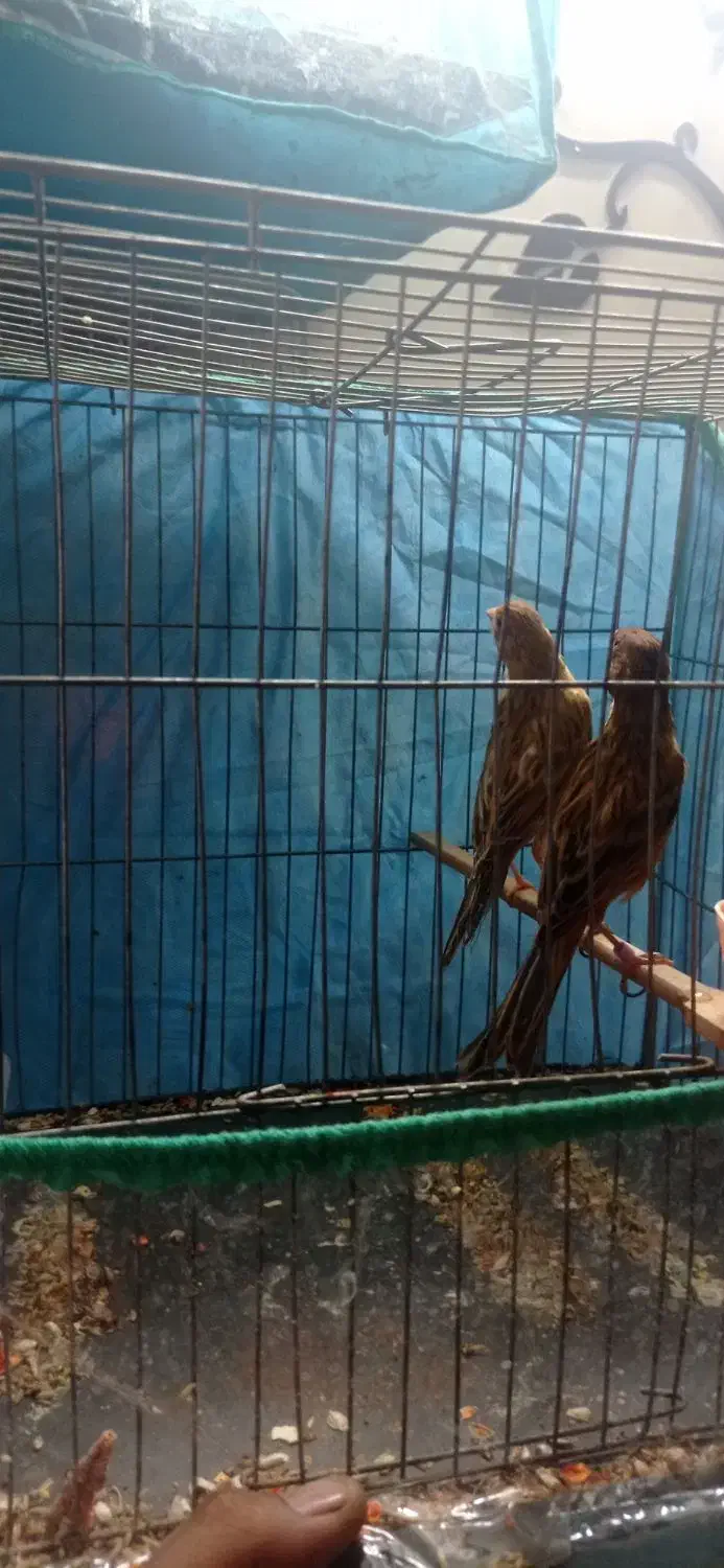 جفت تو سرخ|پرنده|کرمان, |دیوار