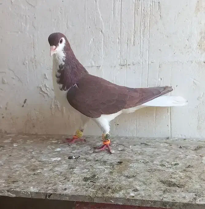 پرشی بشرط چاقو|پرنده|قزوین, |دیوار