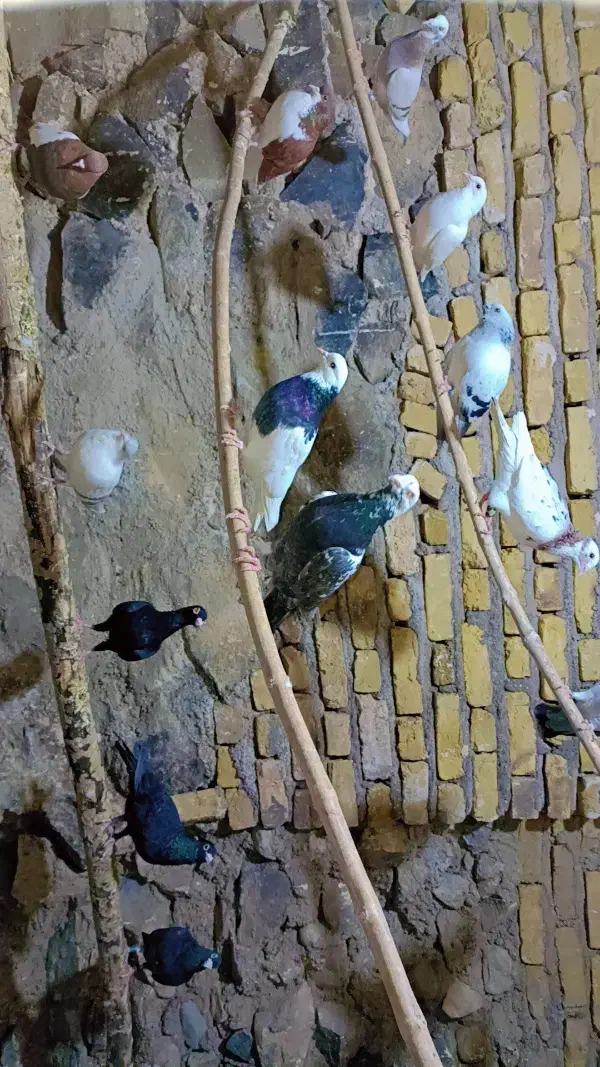 کبوتر قاطی کار درست|پرنده|تربت‌حیدریه, ده پائین|دیوار