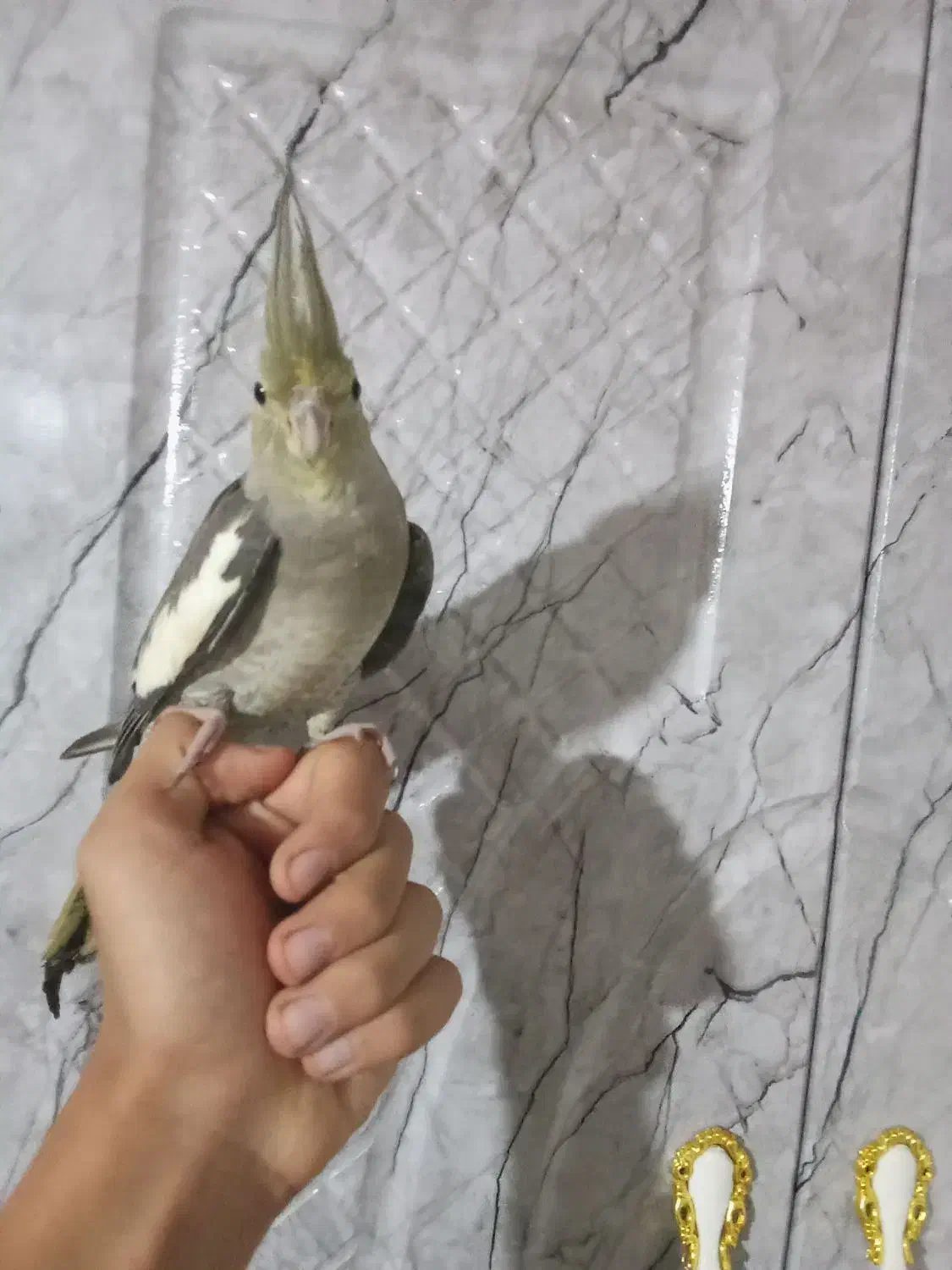 عروس هلندی|پرنده|شاهرود, |دیوار