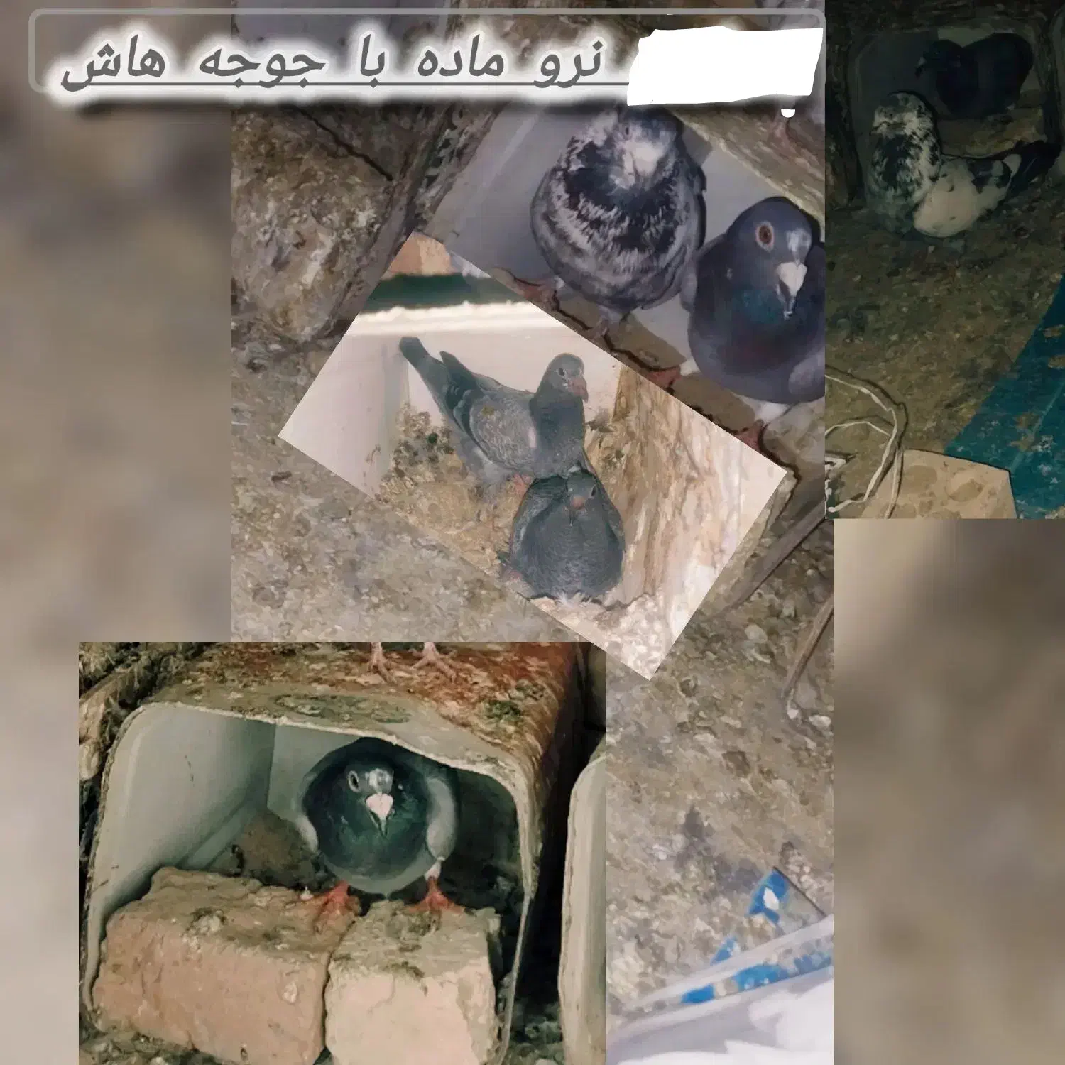 کفتر|پرنده|ابریشم, |دیوار