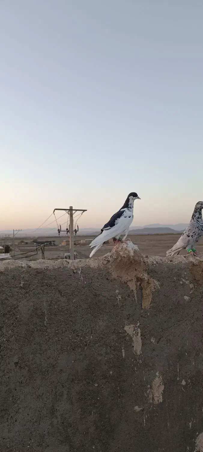 کبوتر|پرنده|تربت‌حیدریه, باغ سلطانی|دیوار