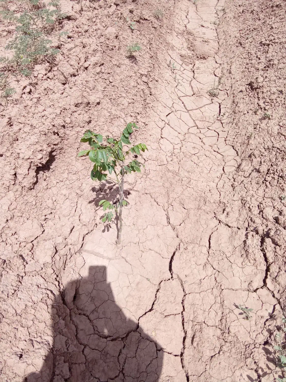 فروش باغ گردوبادام|فروش دفتر صنعتی، کشاورزی، تجاری|تاکستان, |دیوار