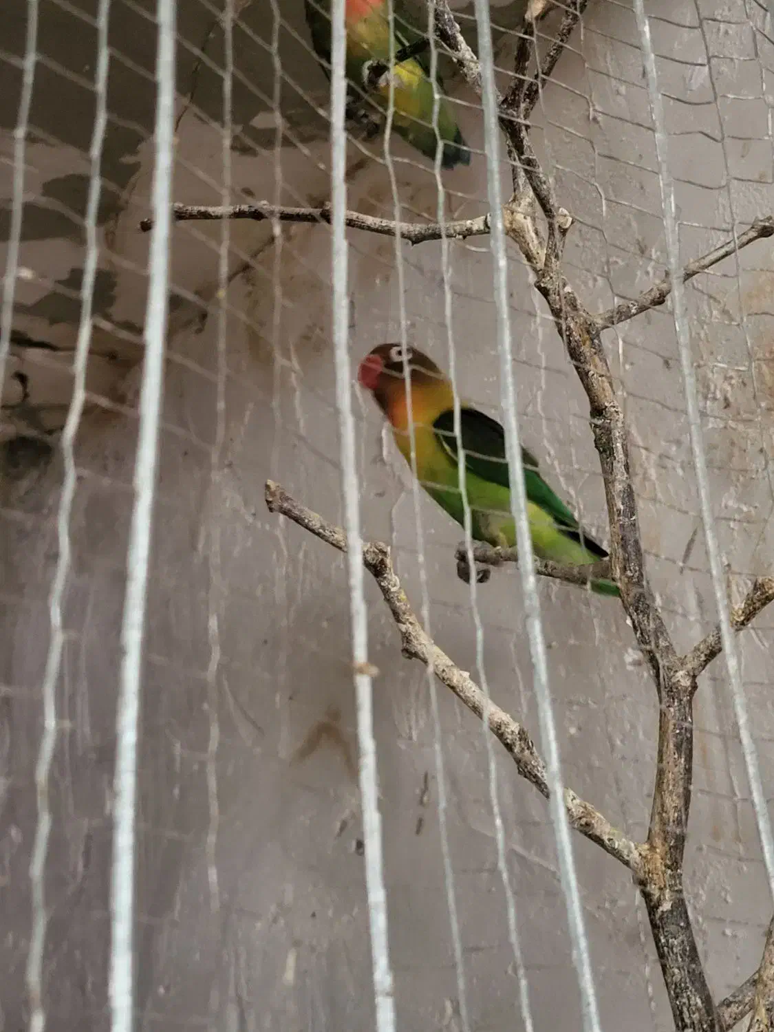 طوطی کوتوله بریزیلی|پرنده|جلین, |دیوار