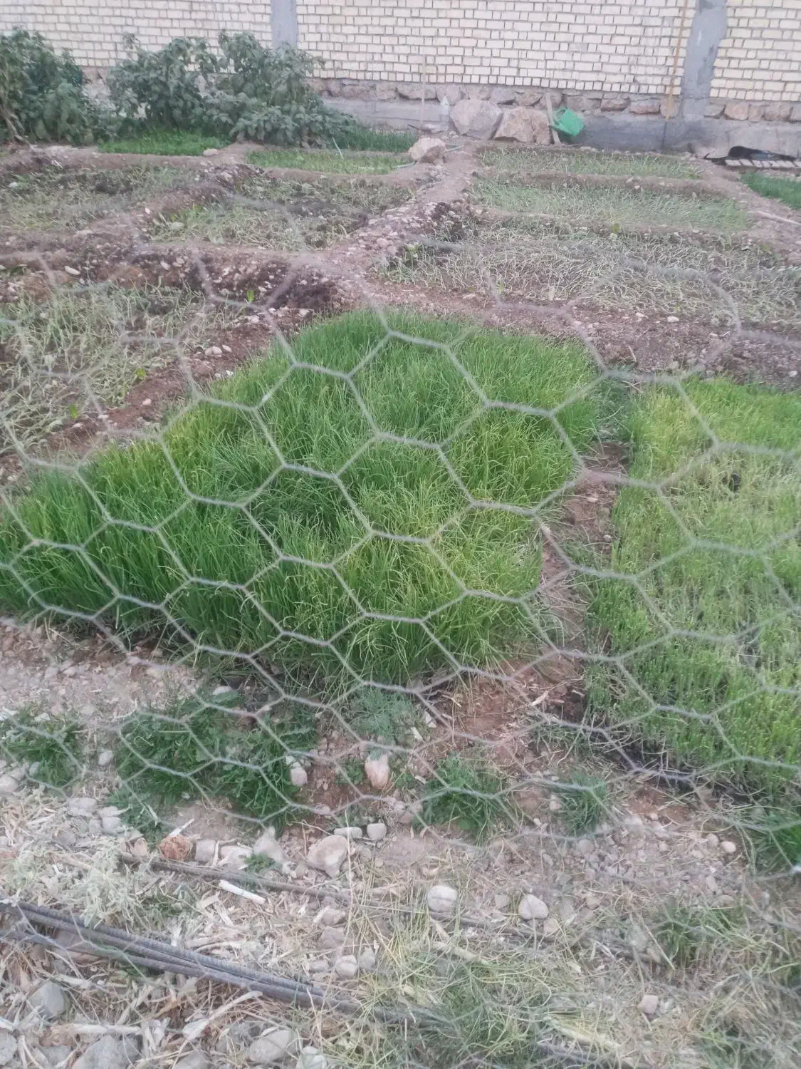 تیم پیاز  یا مشاع پیاز|خدمات باغبانی و درختکاری|چاروسا, |دیوار