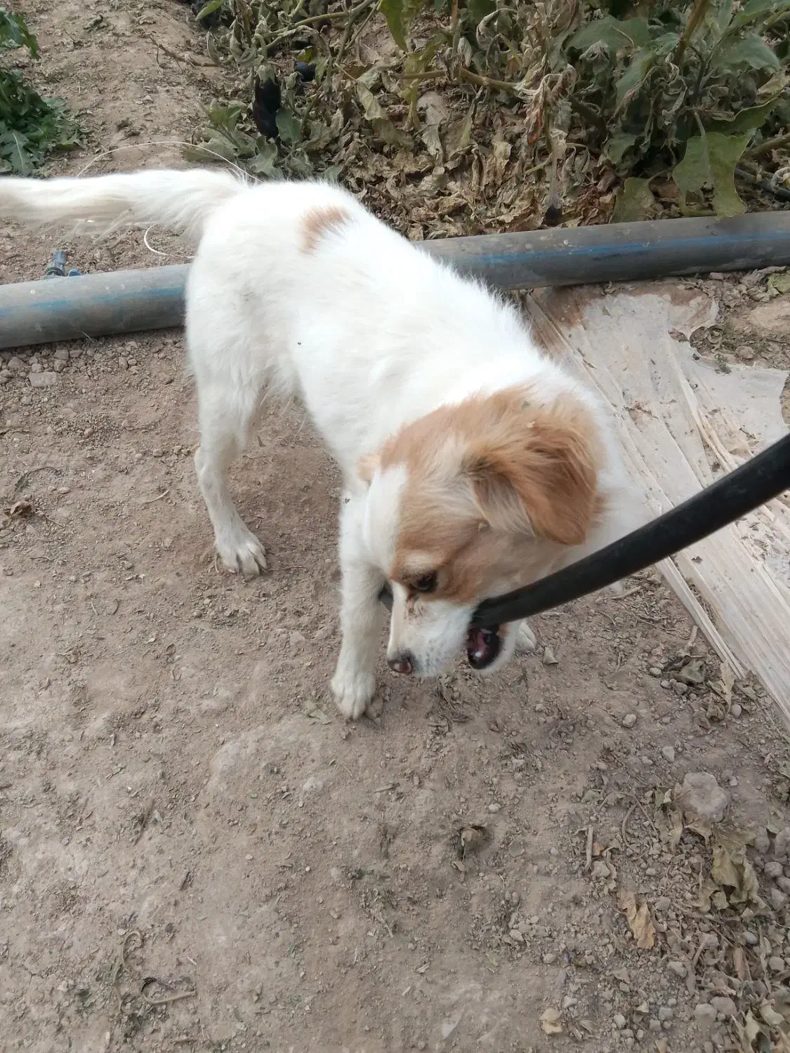 سگ پاپی تزیینی|سگ|فسا, |دیوار