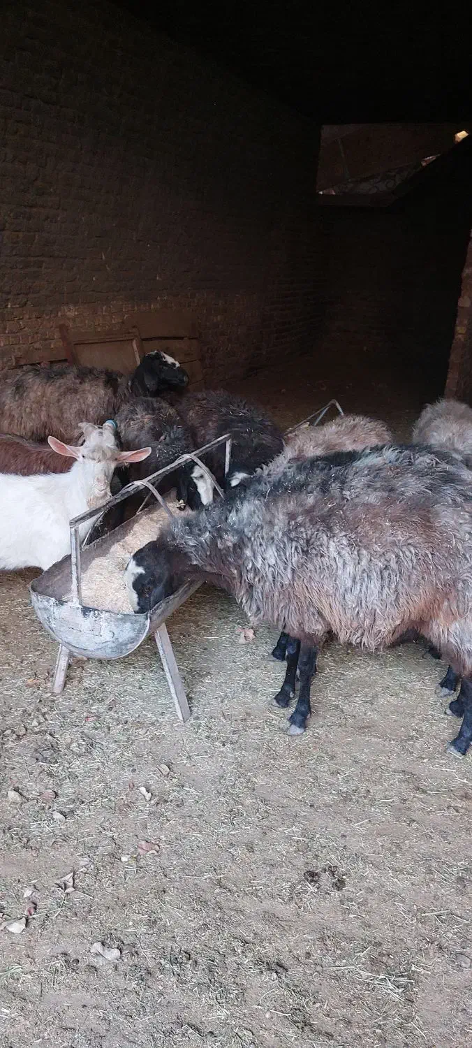 میش شال آبستن|حیوانات مزرعه|اردکان, |دیوار