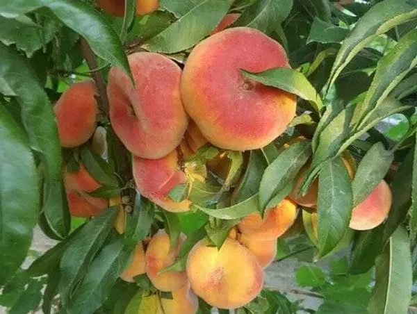 نژادهای اصلاح شده نهال در تخصصترین نهالستان|گل و گیاه طبیعی|اردبیل, |دیوار