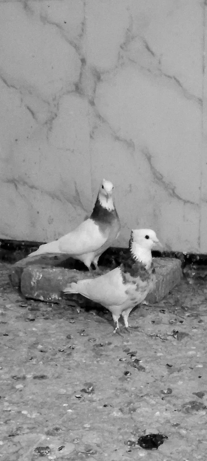 طوقی ابی|پرنده|تربت جام, جامرود|دیوار