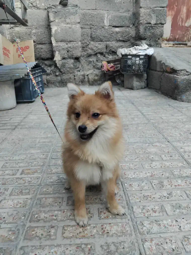 سگ گمشده|حیوانات|میناب, |دیوار