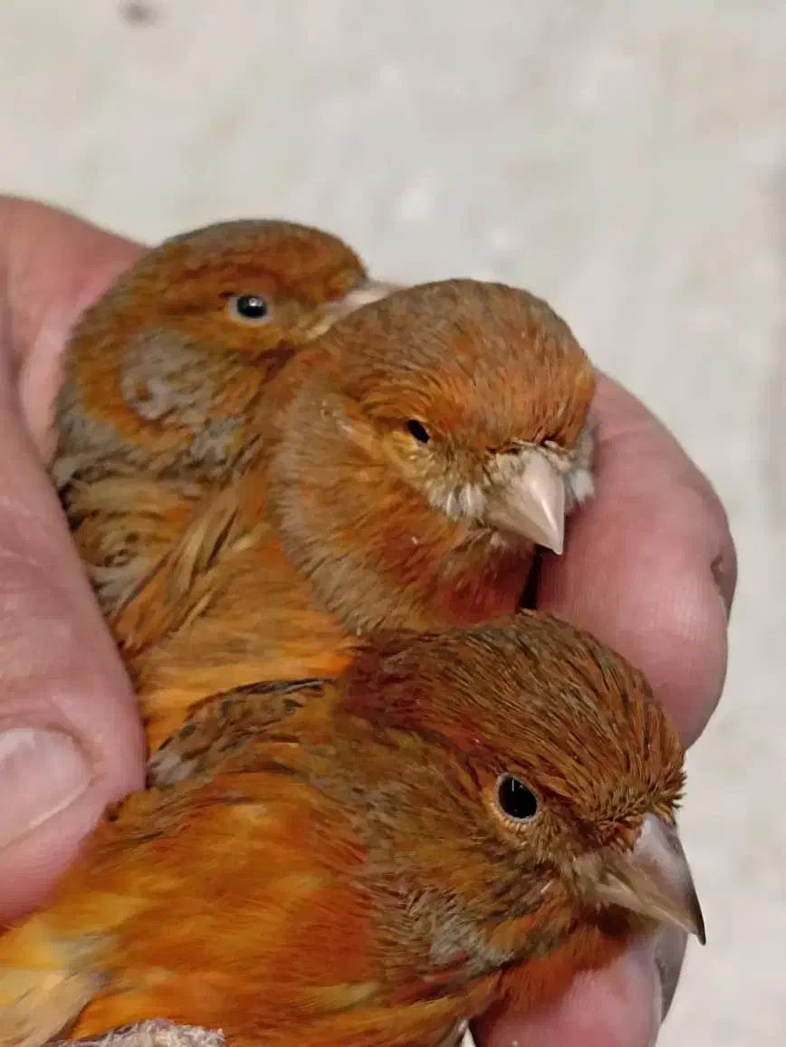 قناری نر و ماده رد بلک ،سرخ سوخته،مولد،اماده و مست|پرنده|تهران, شهرک استقلال|دیوار