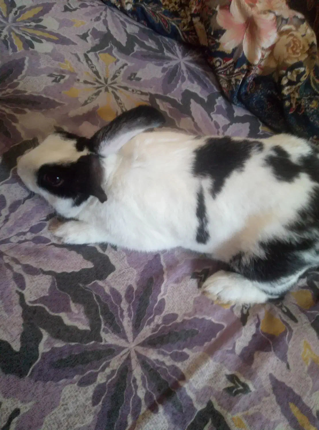 خرگوش باهوش وباترببت|موش و خرگوش|سبزوار, مدرس|دیوار