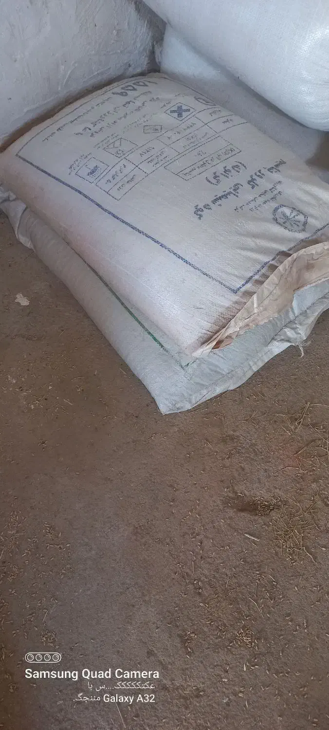 ۲عددکود ریشه ۱۷۵۰|حراج|اسفراین, |دیوار