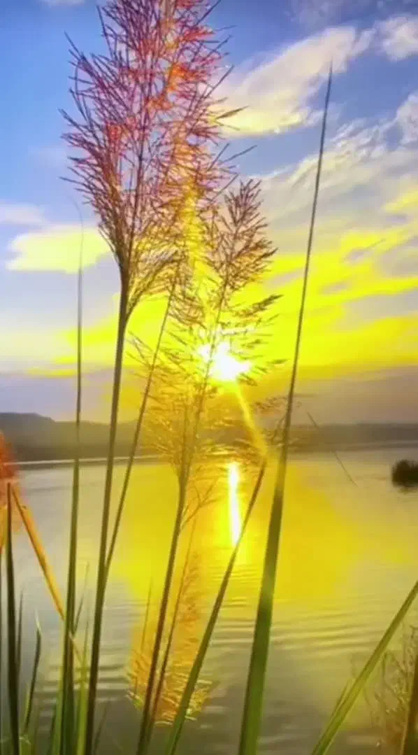 قدومه شهری|خوردنی و آشامیدنی|مرودشت, استادیوم|دیوار