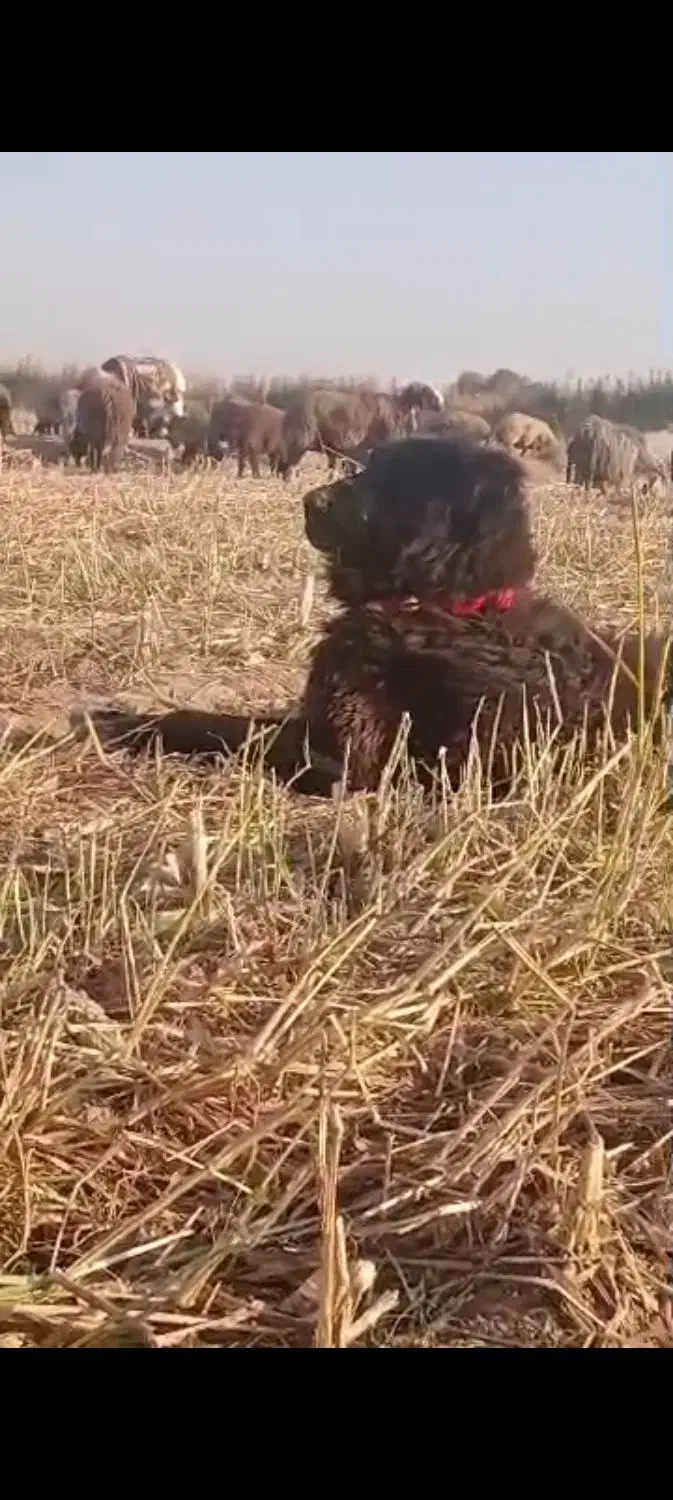 واگزاری سگ قهدریجان|سگ|رودشت (اصفهان), |دیوار