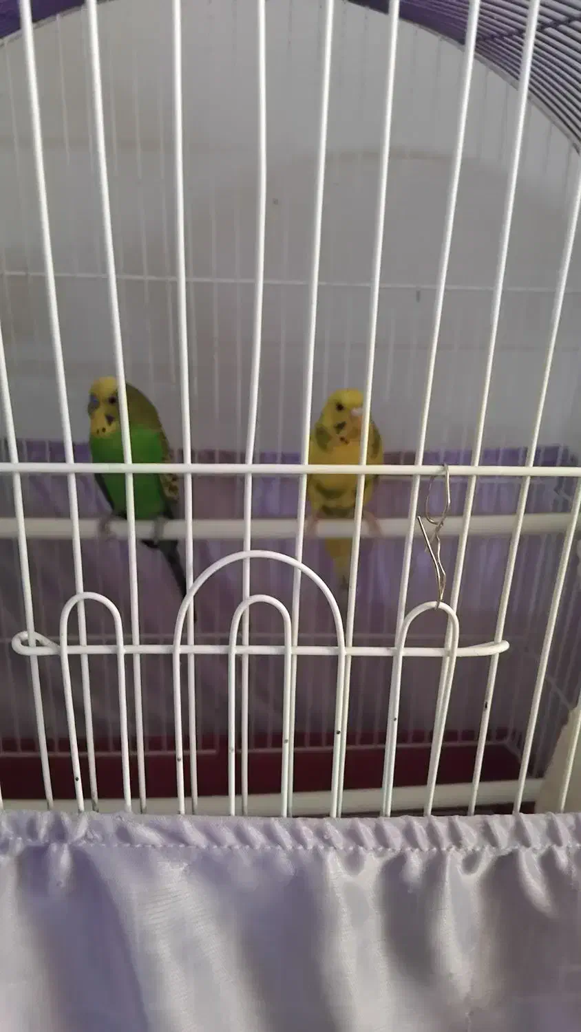 یک جفت مرغ عشق باقفس|پرنده|چهاردانگه (تهران), |دیوار