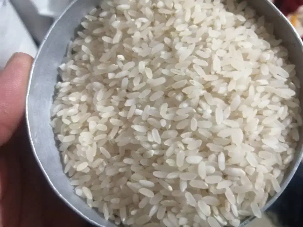 برنج کامفیروزی خوش پخت و طعم به شرط تناژ|خوردنی و آشامیدنی|کامفیروز, |دیوار