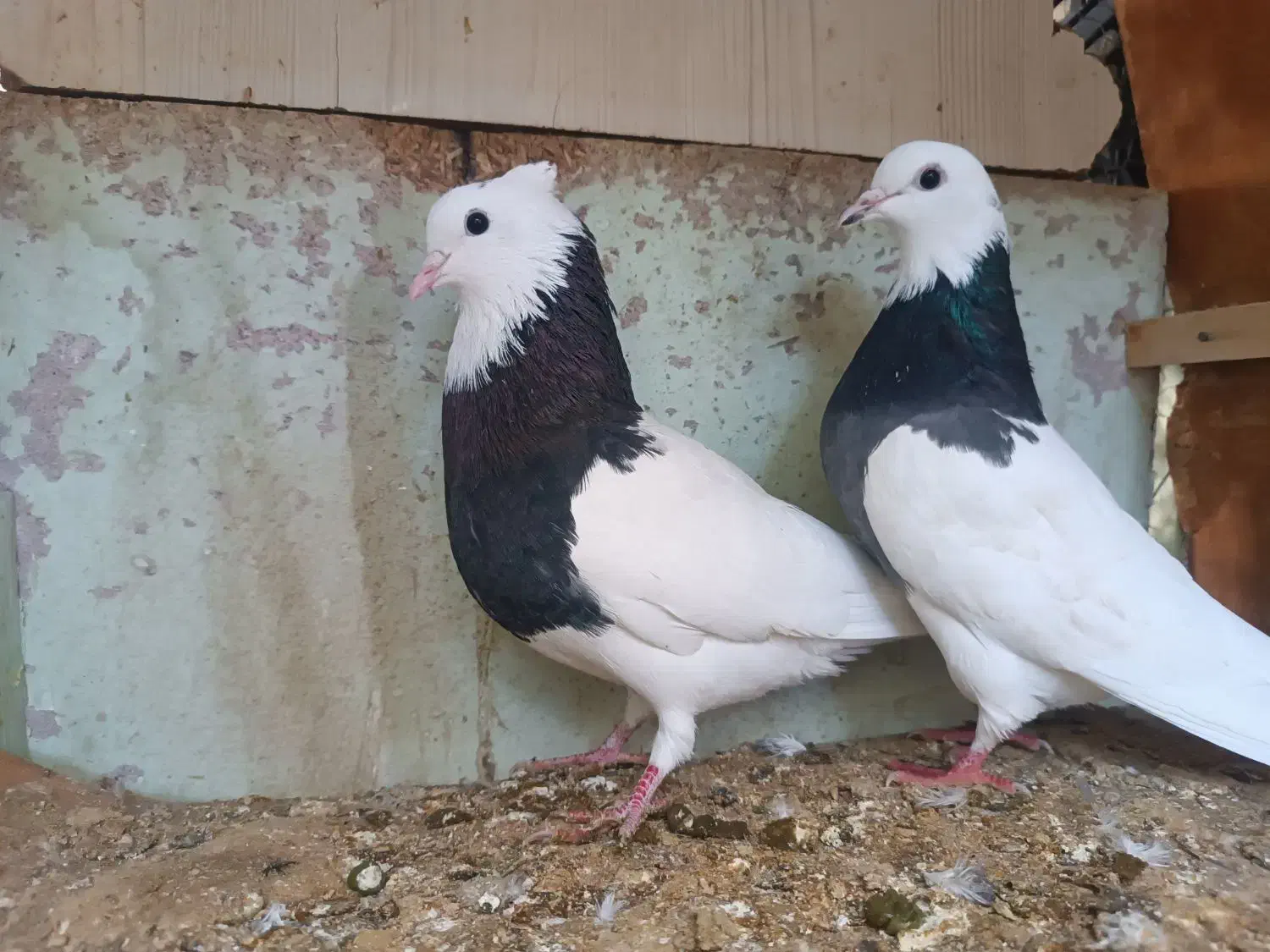 طوقی سیاه نر وماده|پرنده|طبس, |دیوار