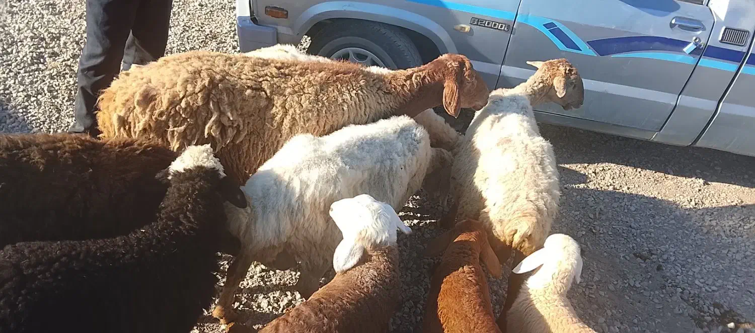 میش داشتی|حیوانات مزرعه|آشخانه, |دیوار