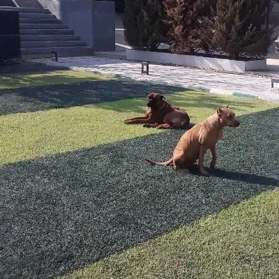 سگ پیت بول|سگ|محمدشهر, همایون ویلا|دیوار