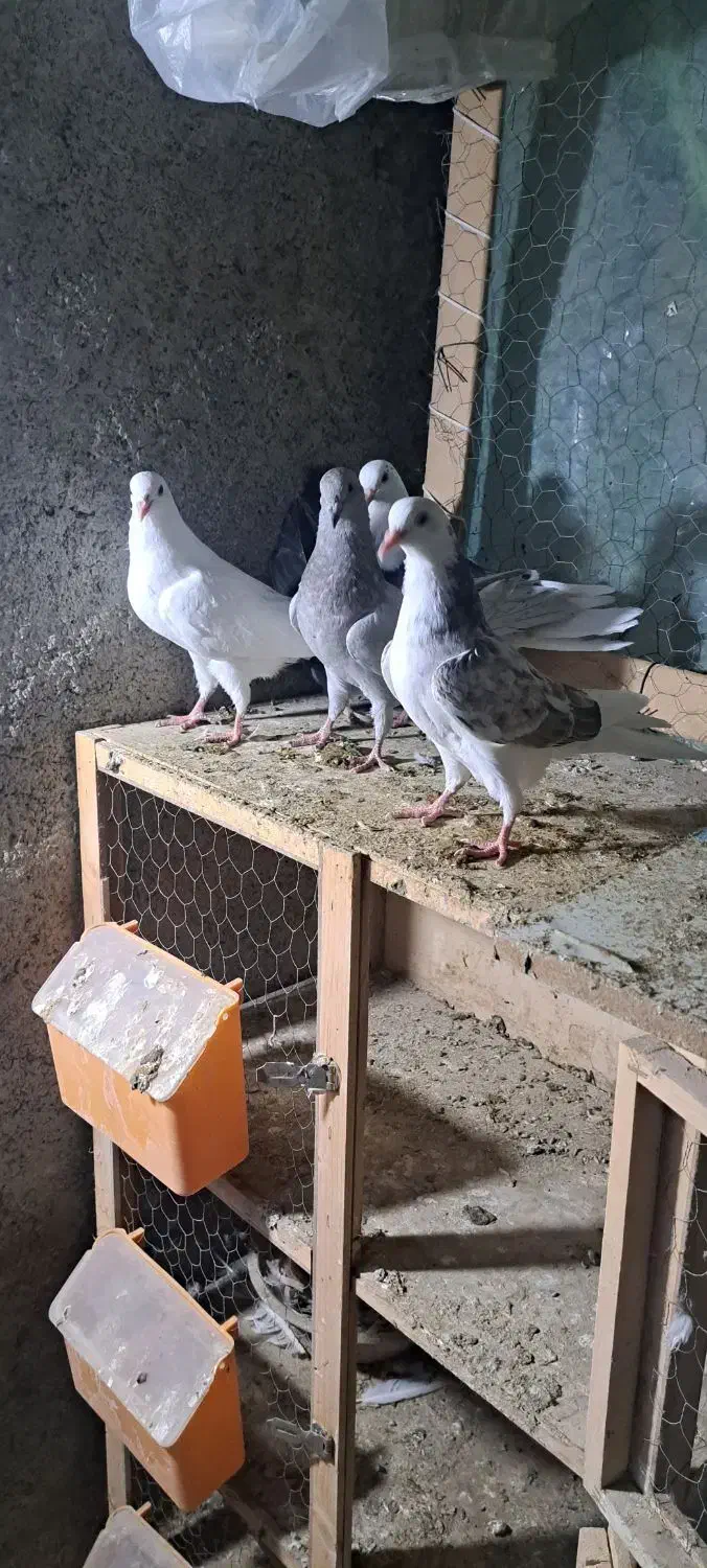 جوجه کفتر|پرنده|هشتگرد, قاسم آباد بزرگ|دیوار