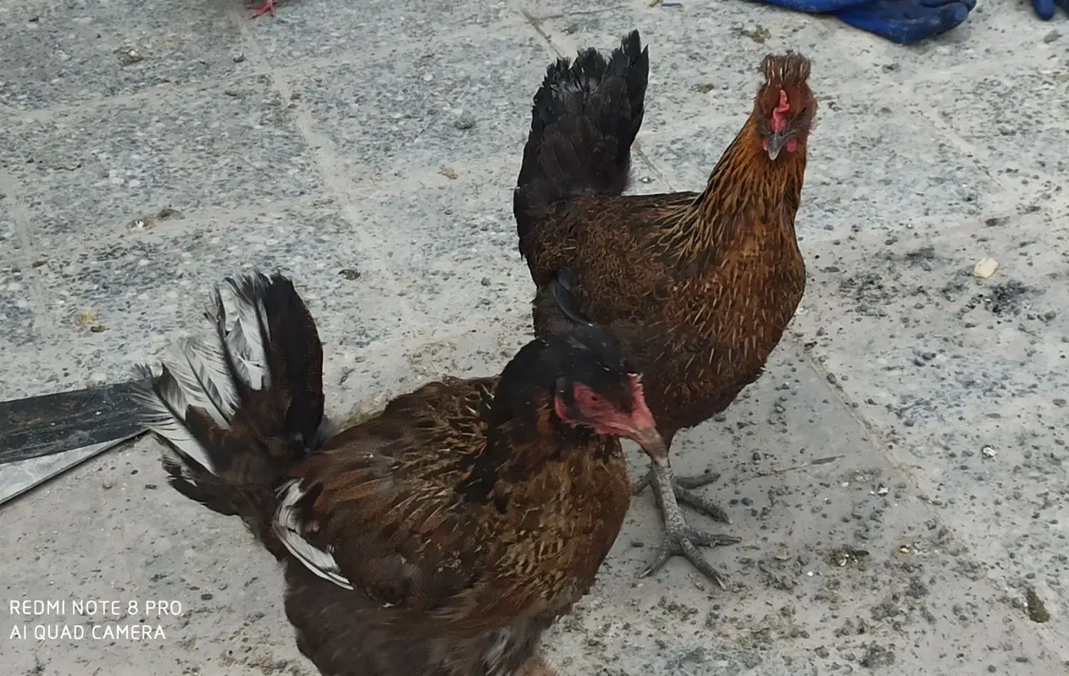 مرغ|حیوانات مزرعه|فلاورجان, |دیوار