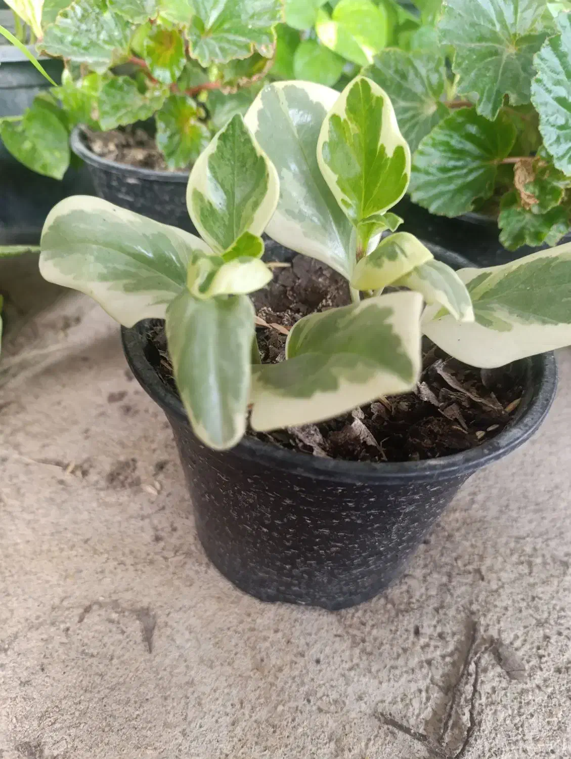 انواع گل|گل و گیاه طبیعی|آزادشهر, |دیوار