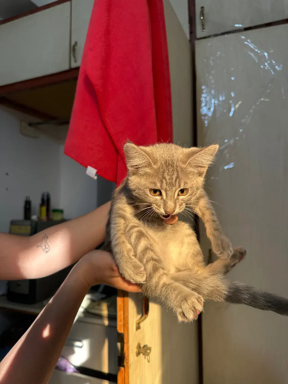 گربه اسکاتیش Dsh|گربه|گرگان, |دیوار