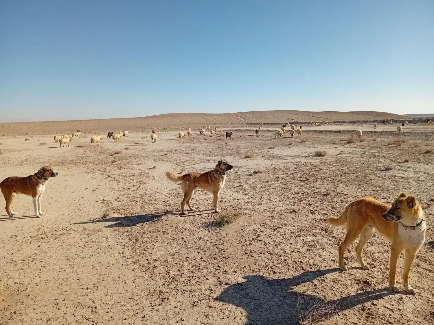 واگذاری سگ گله|سگ|سده (خراسان جنوبی), |دیوار