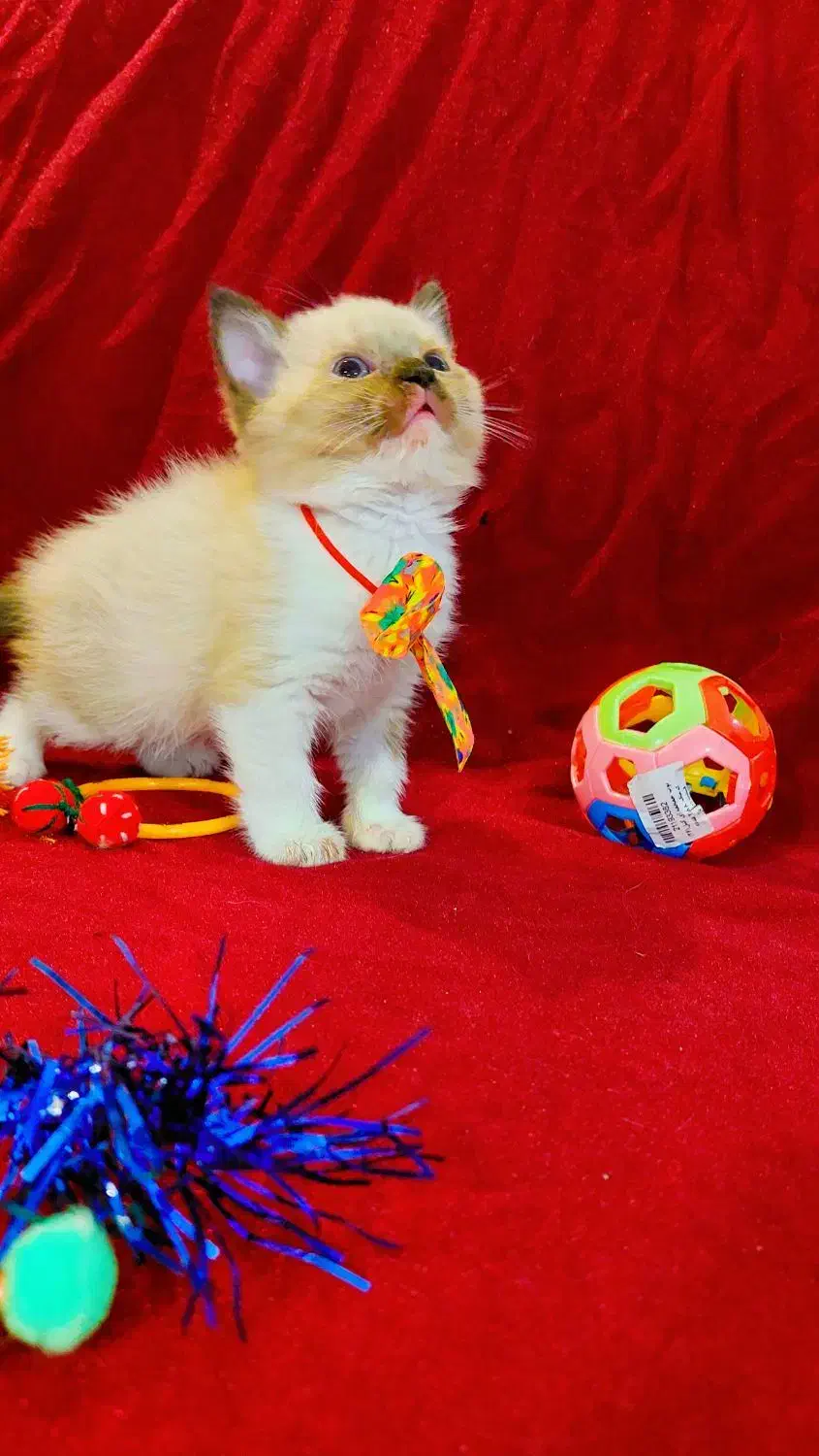 هیمالین|گربه|گرگان, |دیوار