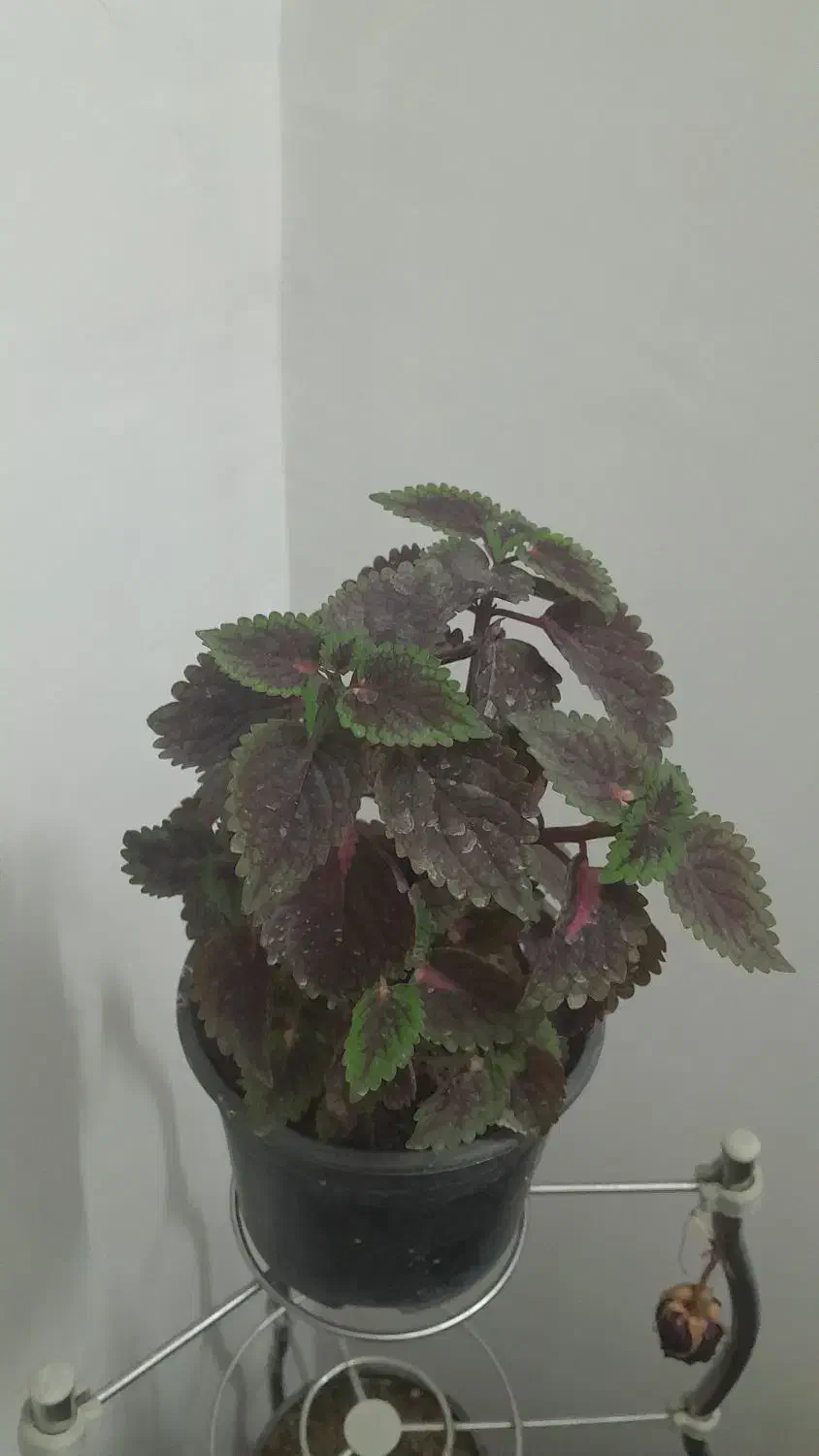 گل طبیعی.کاکتوس.حسن یوسف.قاشقی و.|گل و گیاه طبیعی|گلبهار, شهر جدید گلبهار|دیوار