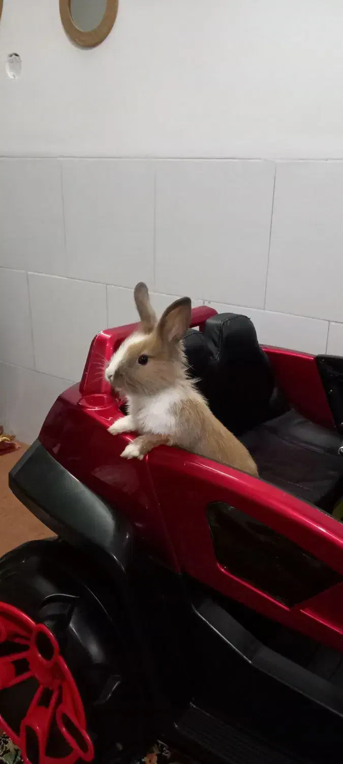 ماشین شارژی دو موتوره تمیز|اسباب‌‌بازی|حمیدیا, |دیوار