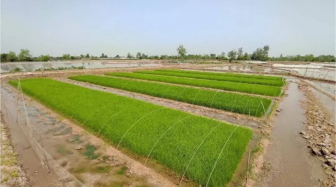 زمین کشاورزی|فروش زمین و ملک کلنگی|طاهرگوراب, |دیوار