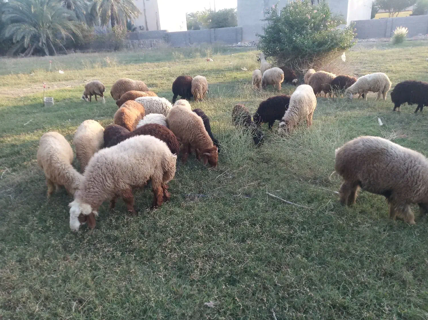 بره|حیوانات مزرعه|جم, |دیوار