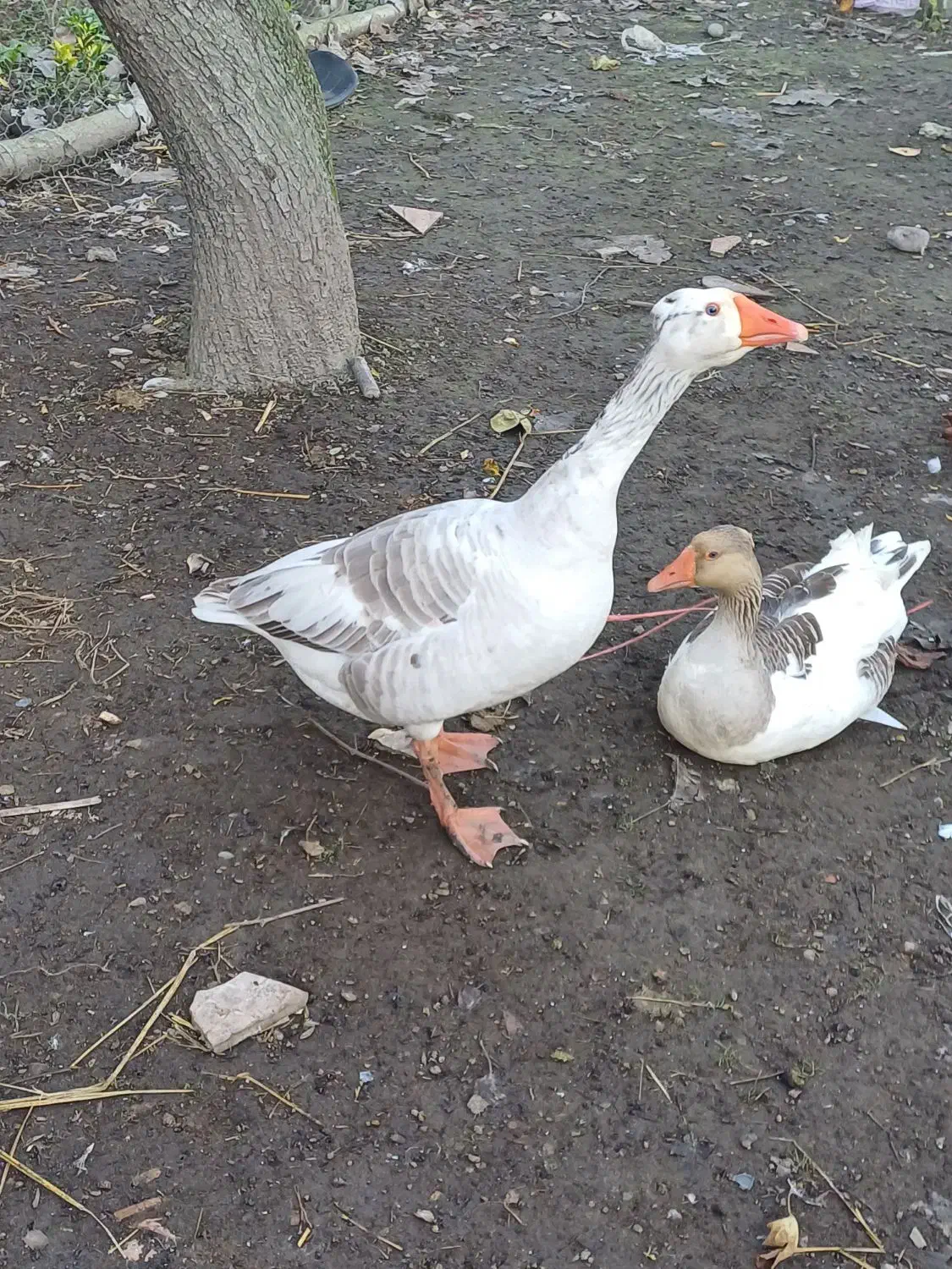 فروش غازواردک وقوغاز|حیوانات مزرعه|پیربازار, |دیوار