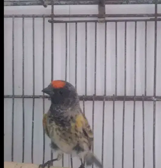 سهره گلبسر قناری|پرنده|مشهد, شهرک بهارستان|دیوار