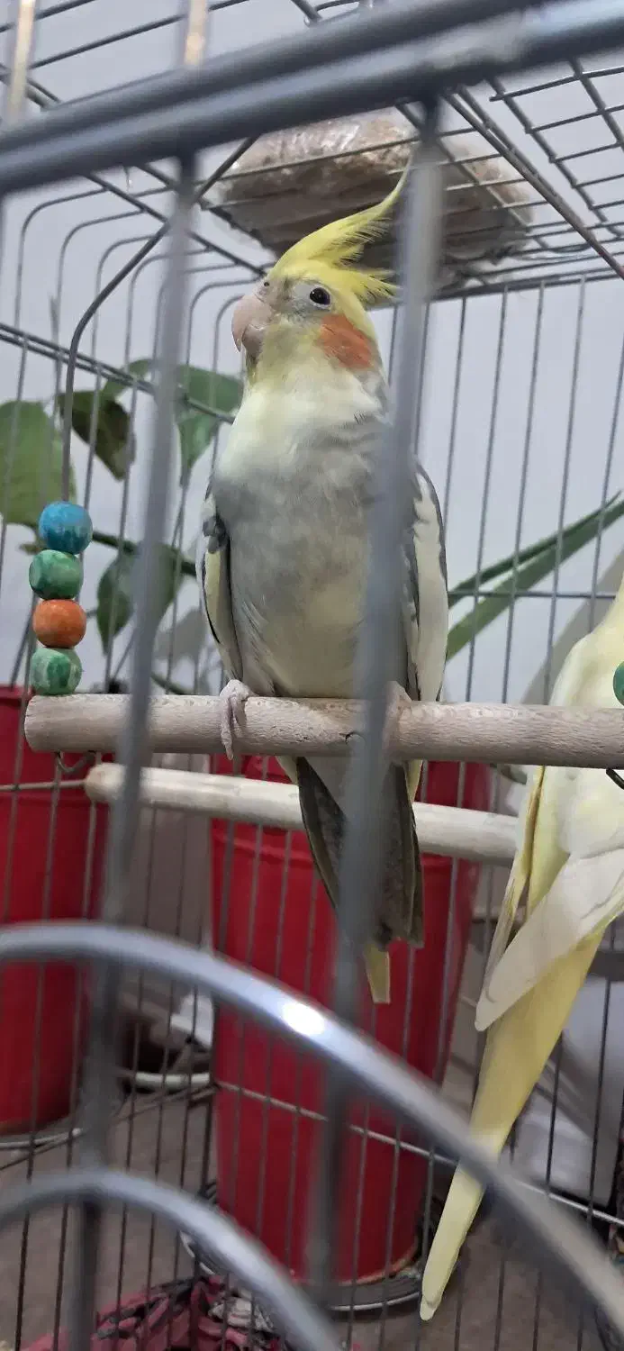 عروس هلندی دستی و سخن گو|پرنده|محمدشهر, محمدشهر|دیوار