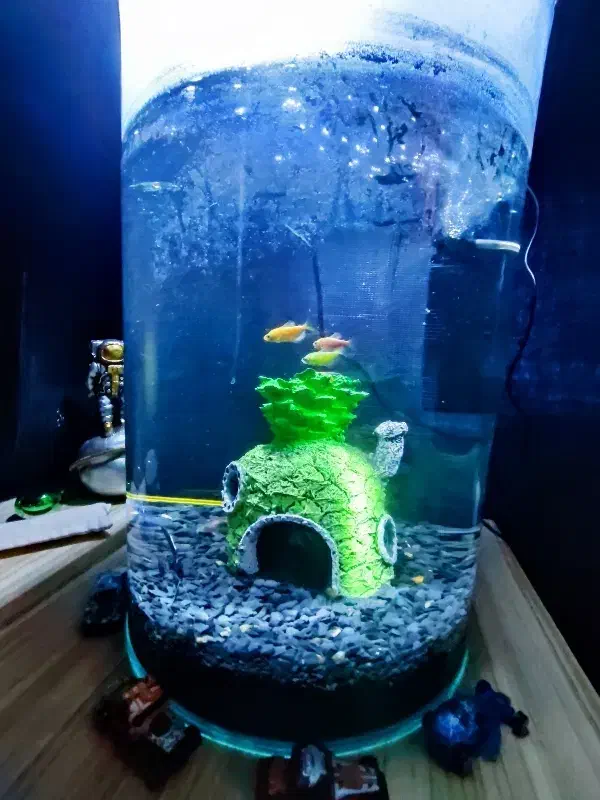 آکواریوم نیمه استوانه ای|ماهی|دماوند, گیلاوند|دیوار