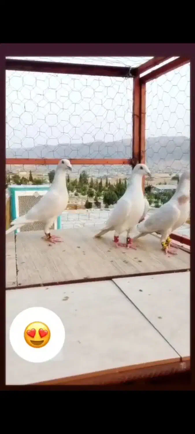 سه تا الماسی  دوتا نر یه ماده|پرنده|فسا, |دیوار