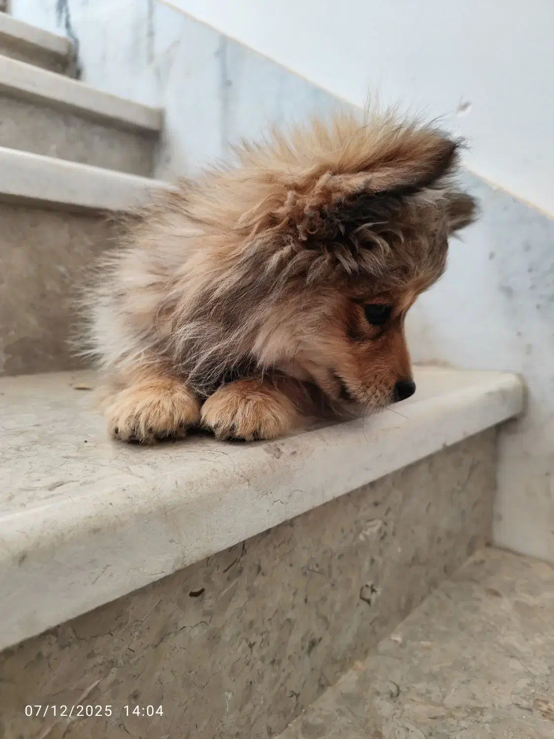 سگ پامر روباهی عروسکی|سگ|اصفهان, شهرک میلاد|دیوار