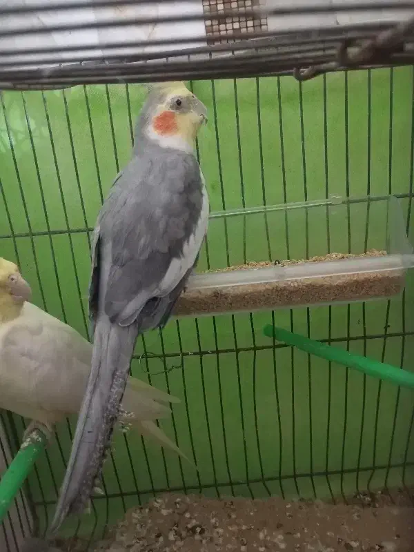 عروس هلندی|پرنده|ایرانشهر, |دیوار