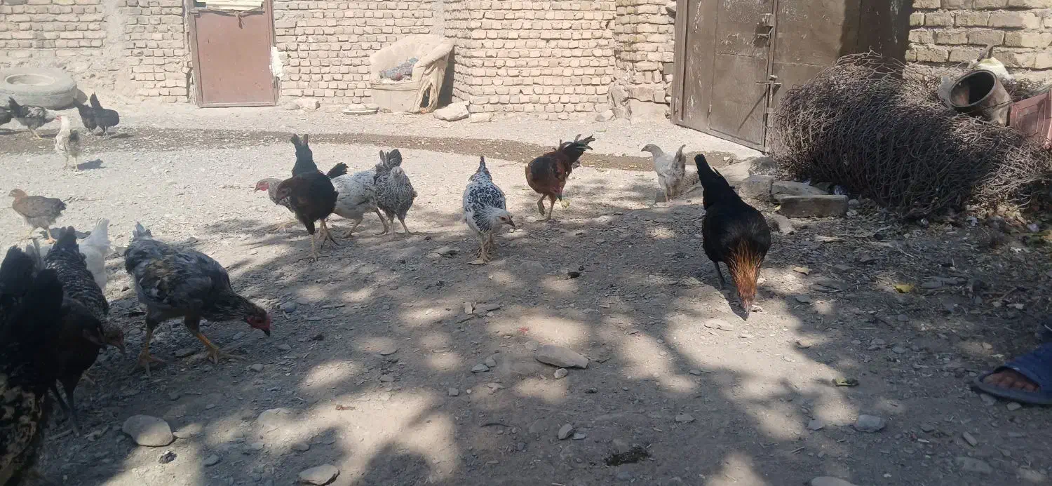 جوجه‌مرغ‌۵ماهه|حیوانات مزرعه|گلبهار, نوبهار|دیوار